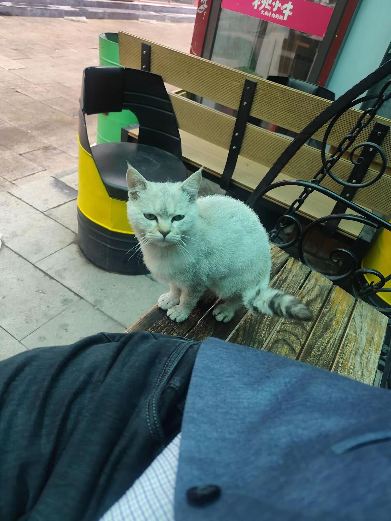 流浪猫。偶遇一只流浪猫，我在路边椅子上坐着，不知道什么时候来了一只流浪猫又坐在了