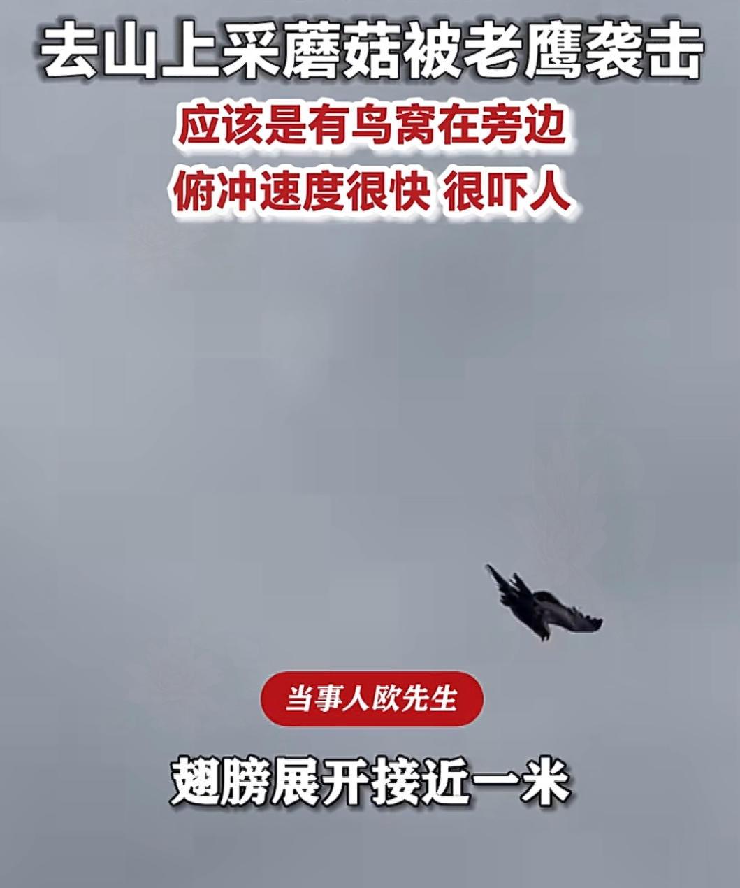 “万万没想到！”6月14日，重庆，一男子带着媳妇儿日常上山采蘑菇，没想到半路上遇