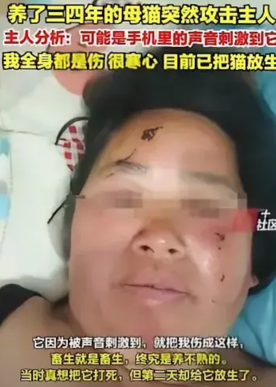 “太可怕了！”一女子养了4年的猫，听到手机视频刺耳的声音，突然毫无征兆的跳起来抓