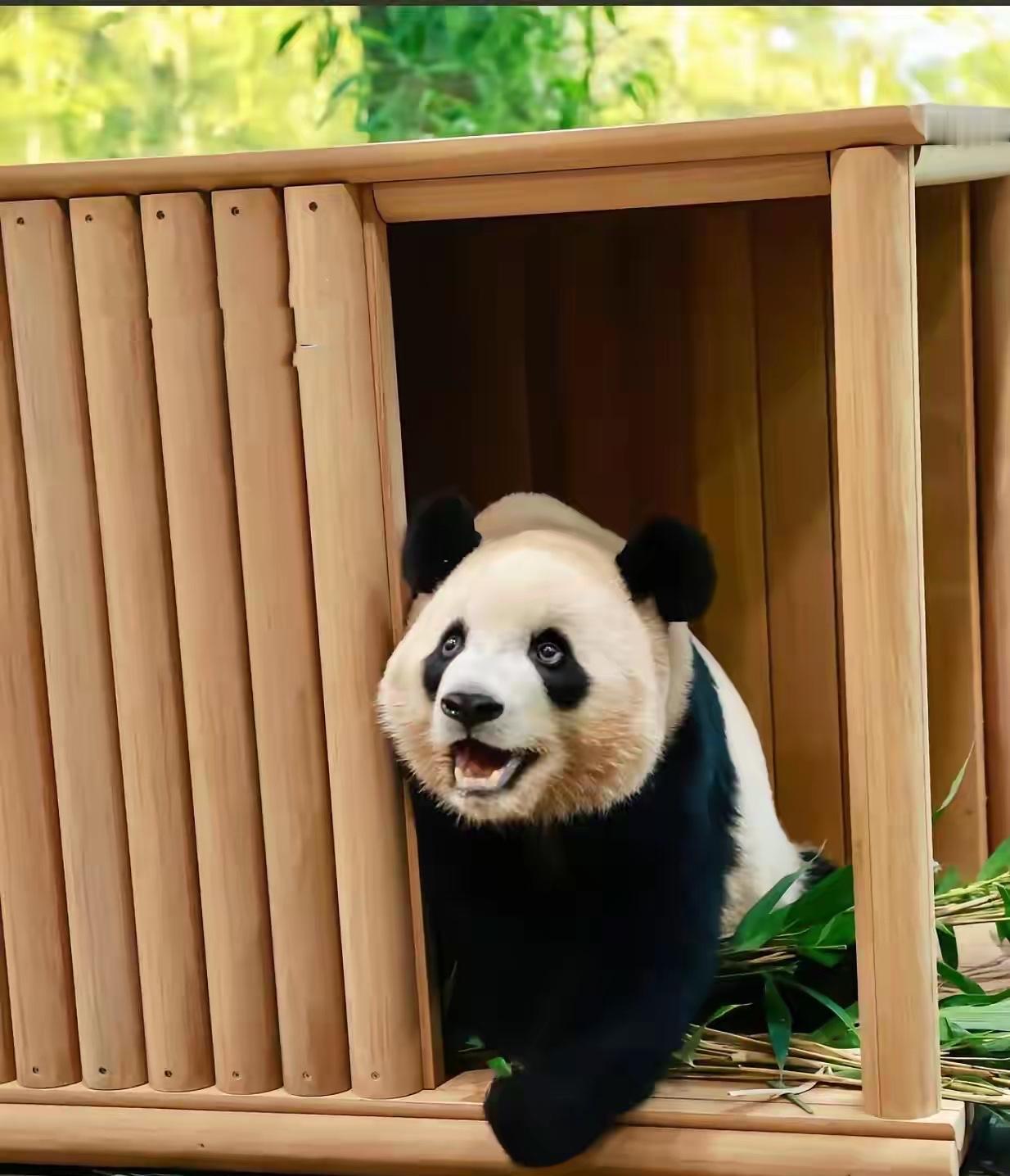 15万的“熊猫别墅”刚落地，俩姐妹先打一架再分房。睿宝霸屋顶，辉宝蹲里屋，谁