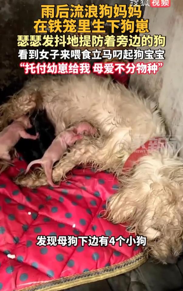 太让人破防了！江西宜春，一只被城管锁在大铁笼里的流浪狗妈妈在雨后生下了4只幼崽，