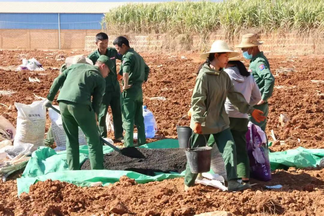 果敢同盟军又开始种植新一季的甘蔗！在2025年12月份至今，果敢同盟军种植的