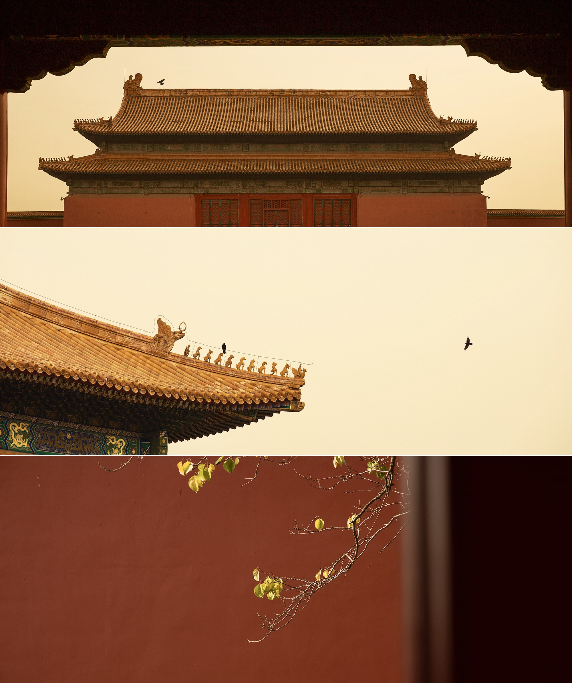 想和你去看一场故宫的秋​​​