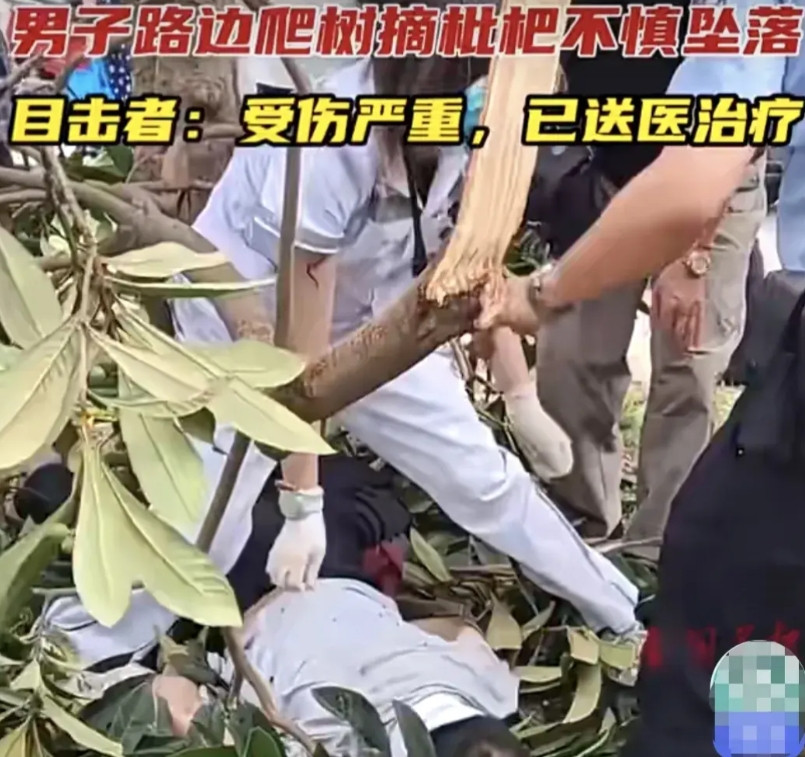 近日，成都一男子到绿化带爬树摘枇杷，树枝突然断裂！摔成重伤！法律规定：未经允许私