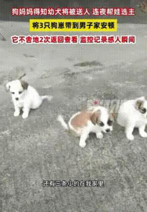 “解释不清了！”10月30日，广东一男子家狗子生了四只小狗，顺口对狗子说了一句：