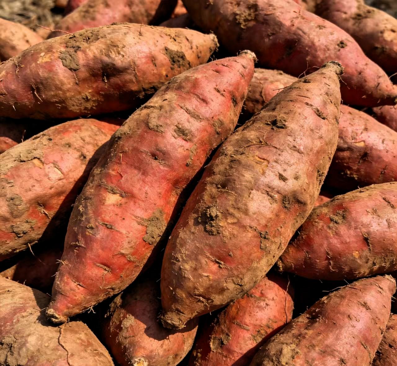 看到这新闻，真是让人无奈。1月18号，央视曝光云南建水，满地的红薯没人收，全烂