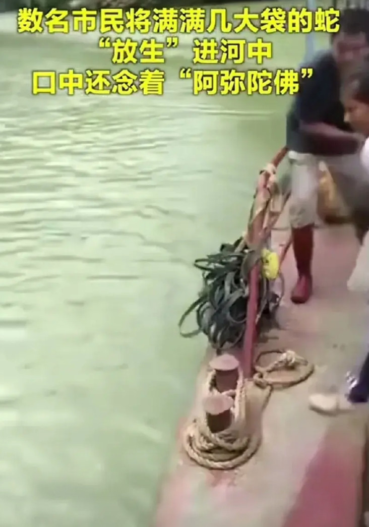 这是放生还是作恶？网传视频中几个男女合力把几大袋子的蛇扔进河里放生，蛇到水里