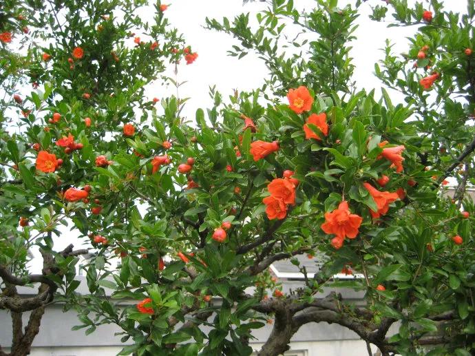 榴花似火红迎夏绽芳容连雨知春去竹摇绿荫浓韵美诗词分享。