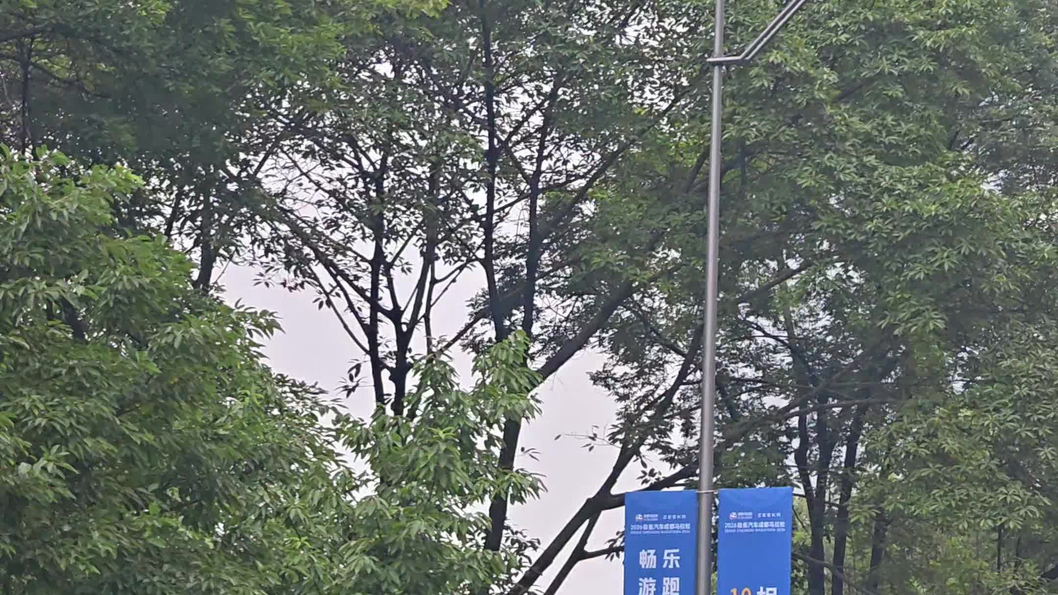 成都马拉松的大部队