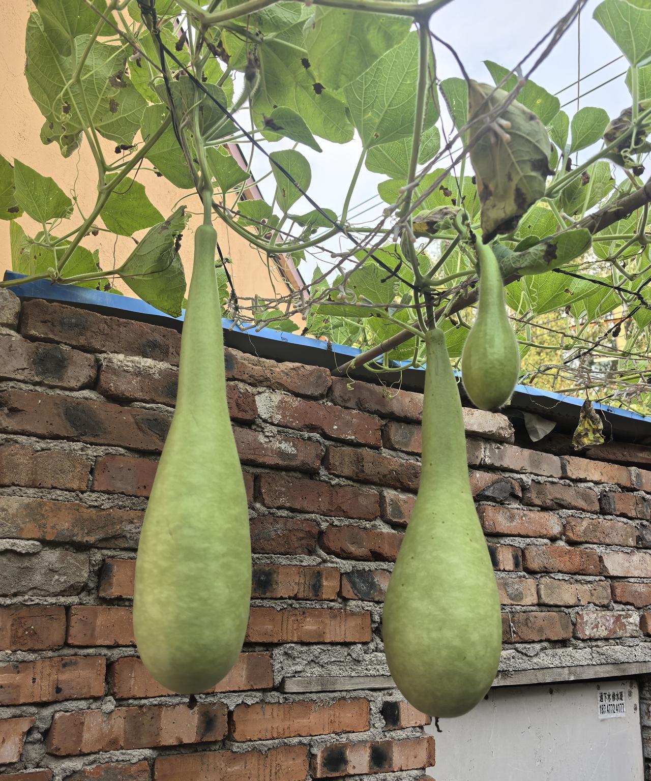 婆媳千万不要住在一起，婆婆更不能高估自己在媳妇心里的地位。我经常去附