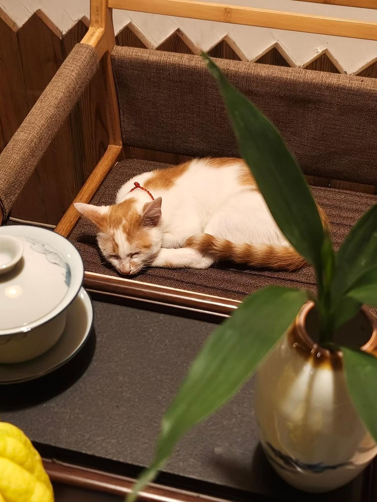 作者加速成长计划小猫如果是有主人的话那日子过得就非常惬意！每天只需要吃饭睡觉和卖