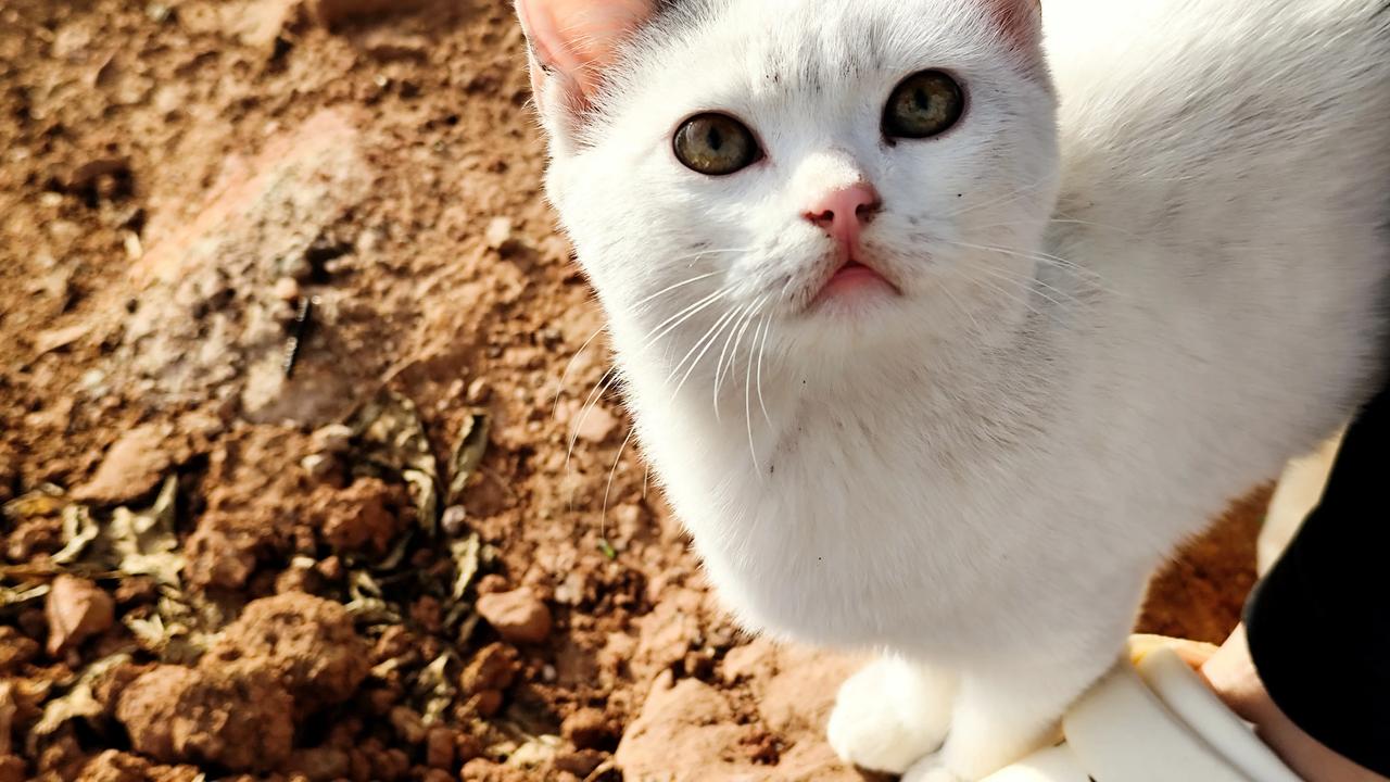 可爱的小猫咪自然风景图片分享