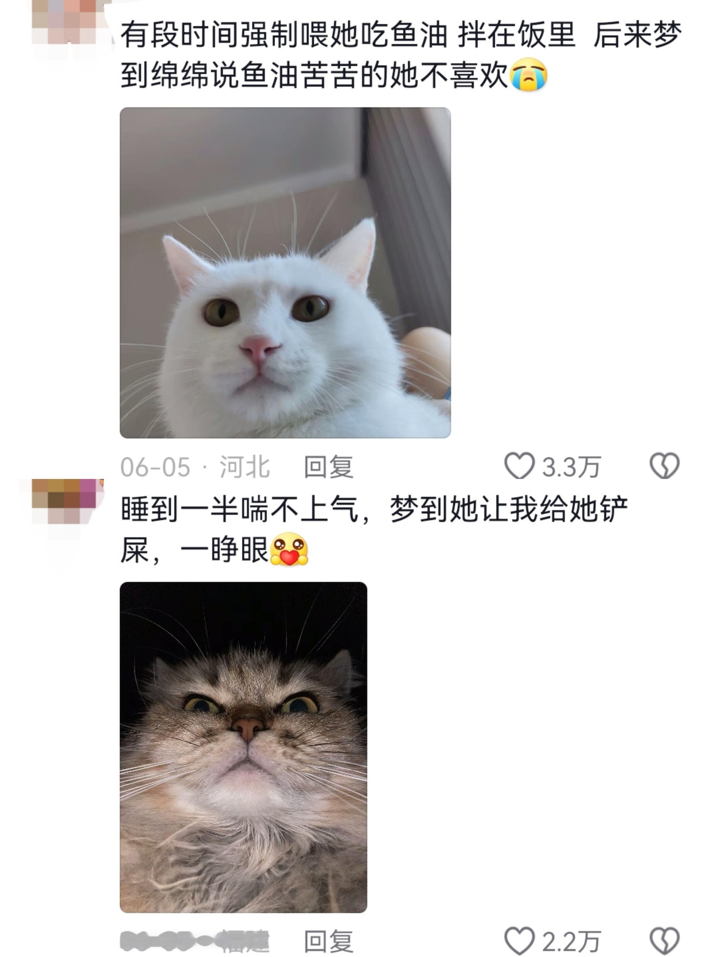 猫咪不会说话，有事直接托梦🤭​​​