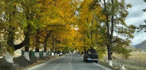 川西秋天杀疯了！新都桥这片金黄我不允许你错过！谁懂啊！刷到别人的川西秋景还在