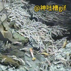 超级耐热虾：这是世界上最耐热的虾，海底火山喷发最起码要450度，但是这家伙根本不