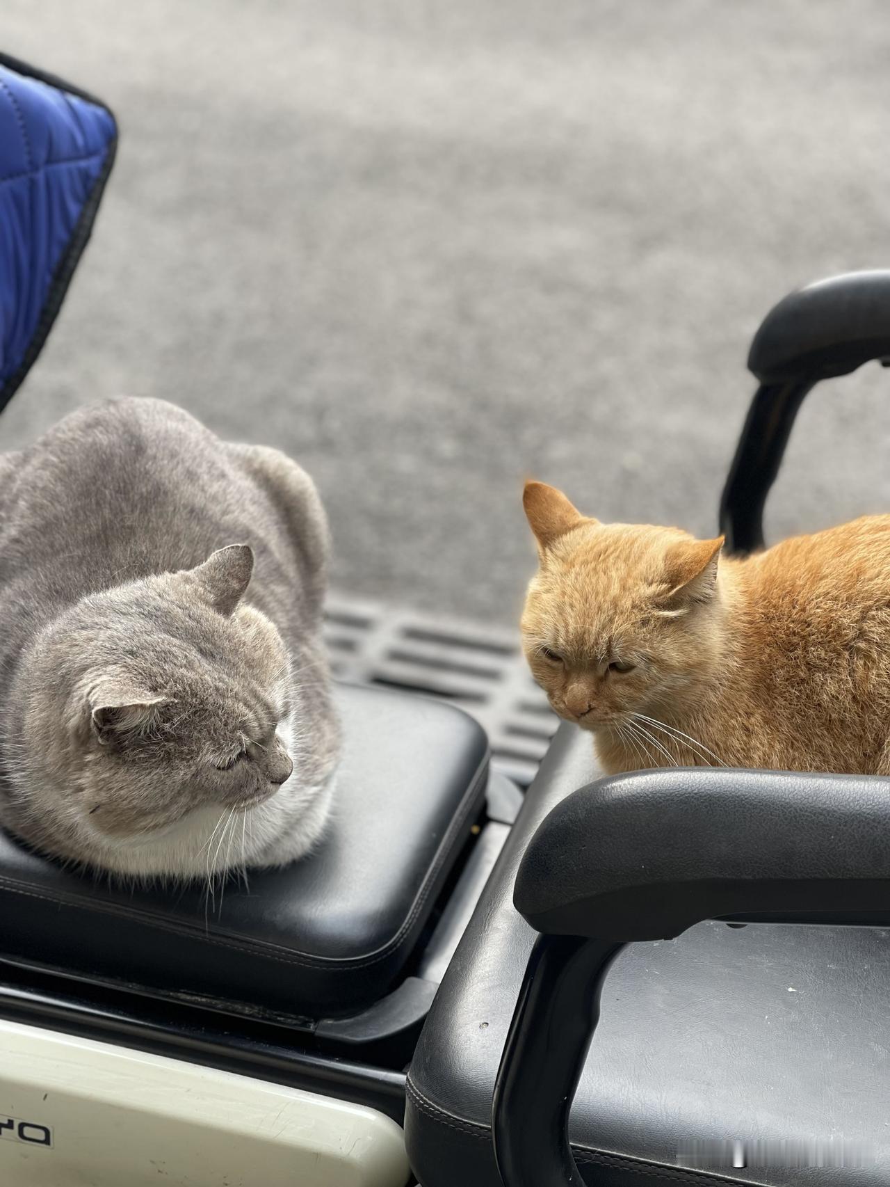 冬日生活打卡季冬日下午，两喵星人相互凝视，默契躺着，安静陪伴，有点温暖！