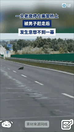 一只老鹰停在高架桥上被好心男子赶走后发生意想不到一幕……😱