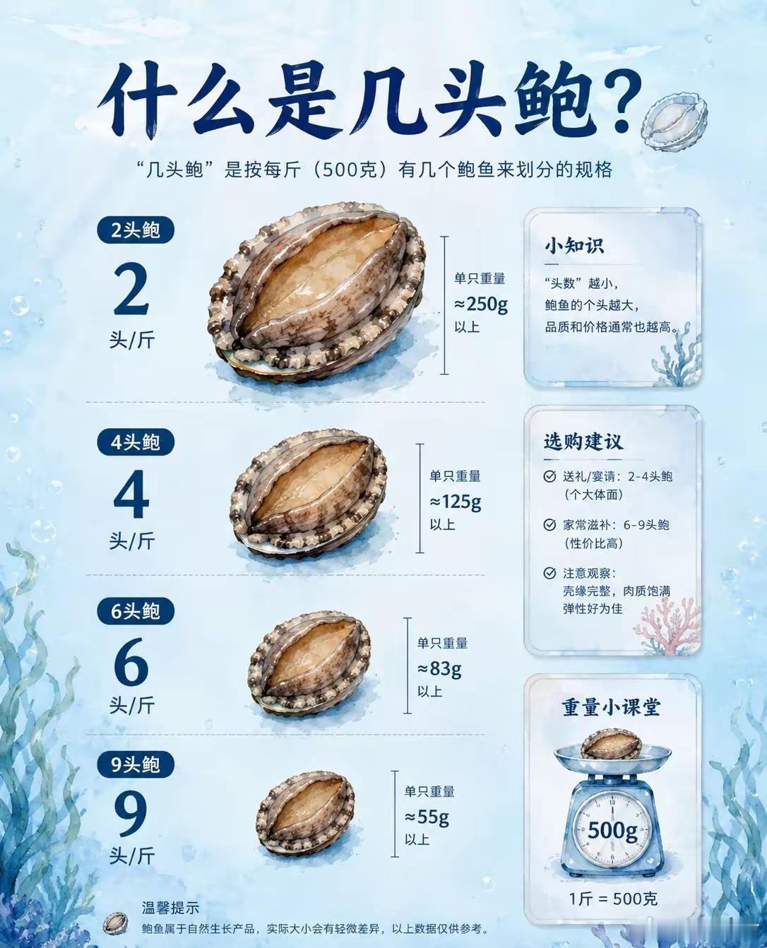 什么是几头鲍？