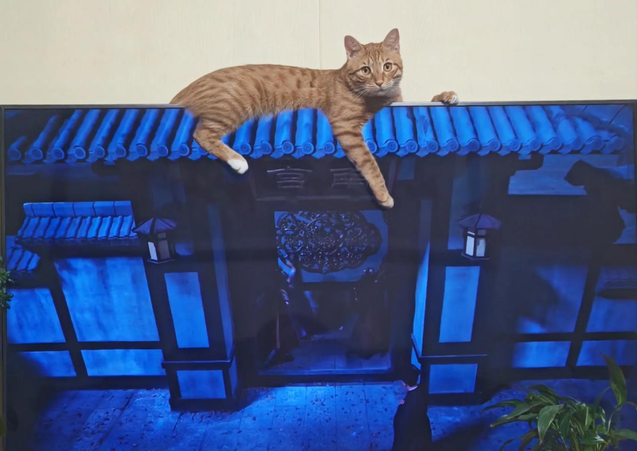 论猫咪的柔韧性