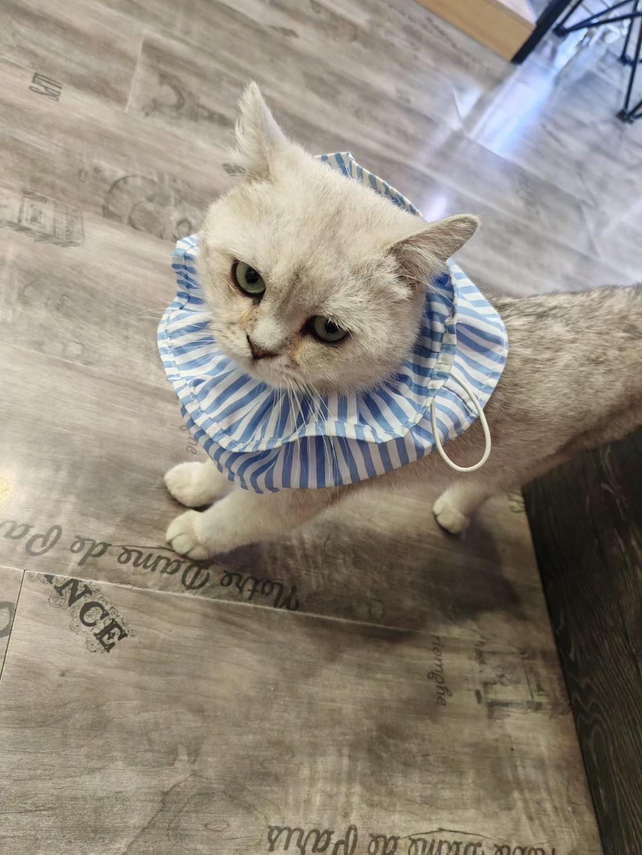 猫咪是不是很可爱啊?家里养只懂事小猫真的太省心了，从来不会肆意捣乱拆家，安静温