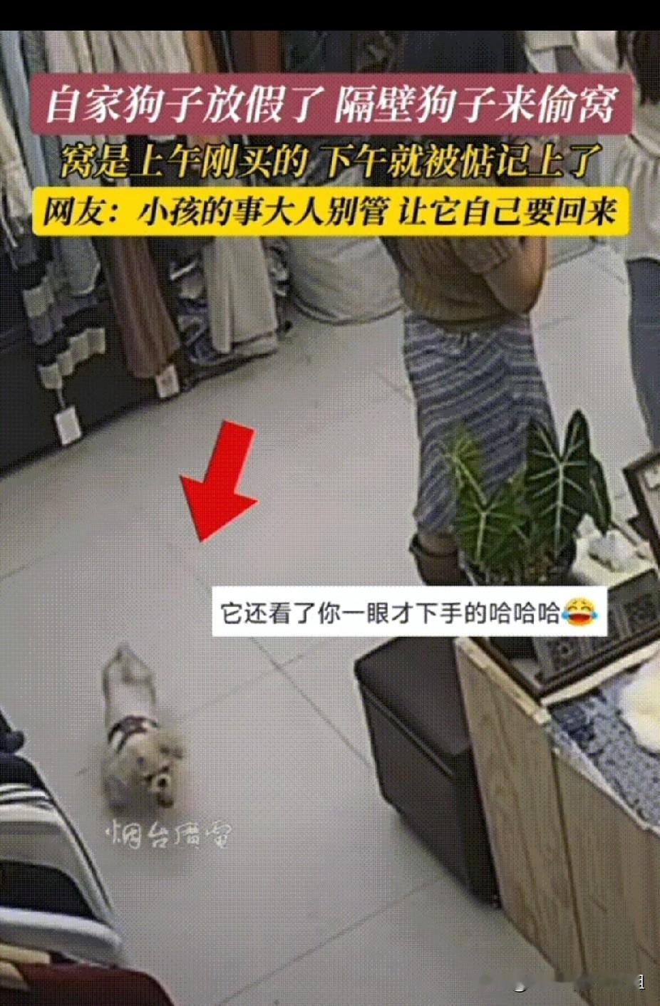 狗子成精了！隔壁狗偷垫子报仇，网友笑称：小孩的事大人别管这狗子成精了！四川，