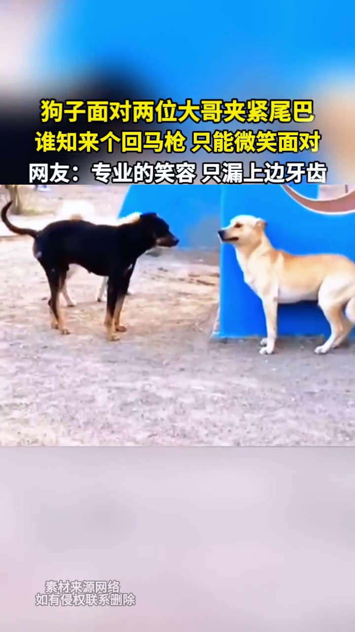 狗子面对两位大哥夹紧尾巴谁知来个回马枪只能微笑面对网友：专业的笑容，只漏上