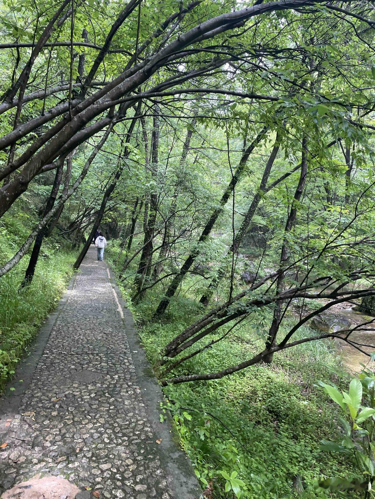 【山花子•岸柳成阴蔽小桥】岸柳成阴蔽小桥，蜻蜓点水好逍遥。几许白云飞燕子，竞