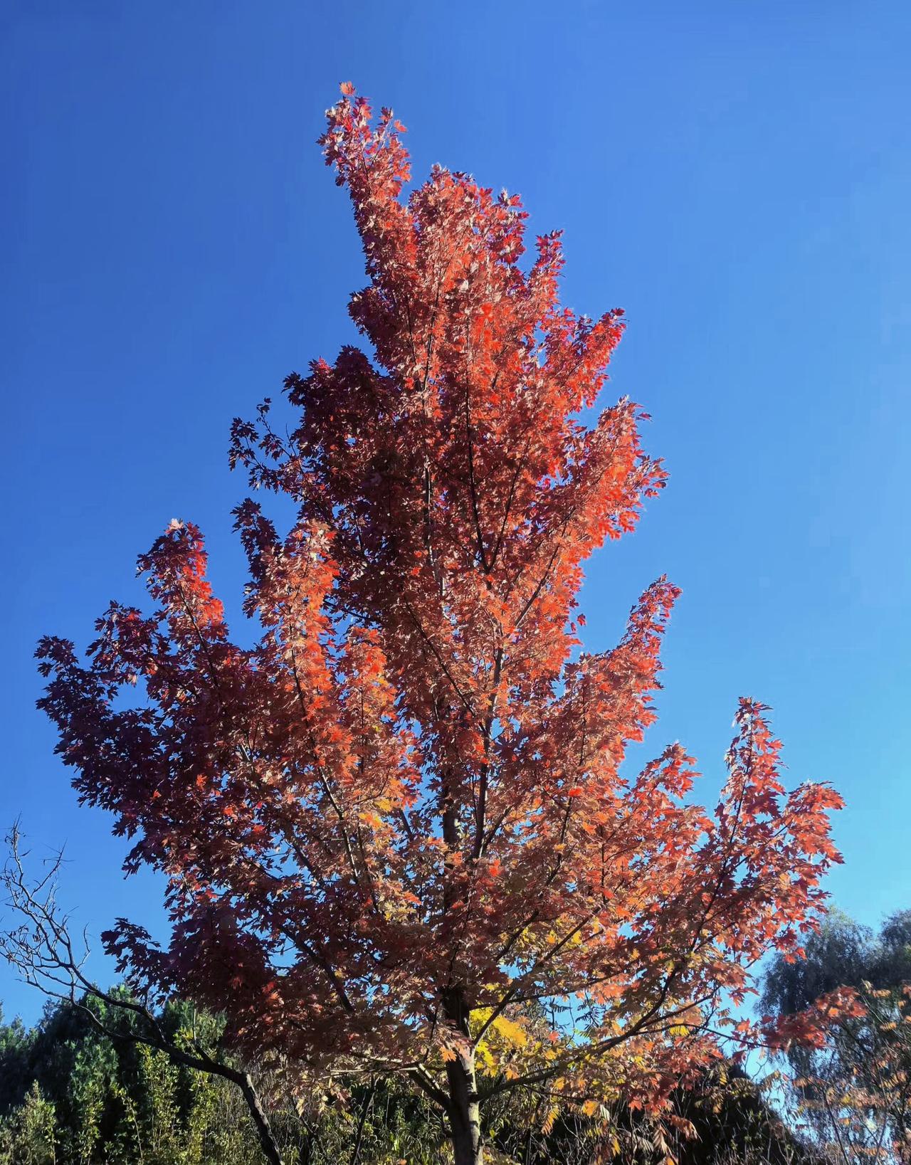 一场秋雨一场寒，冬天不远了，可以去北方滑雪⛷️⛷️