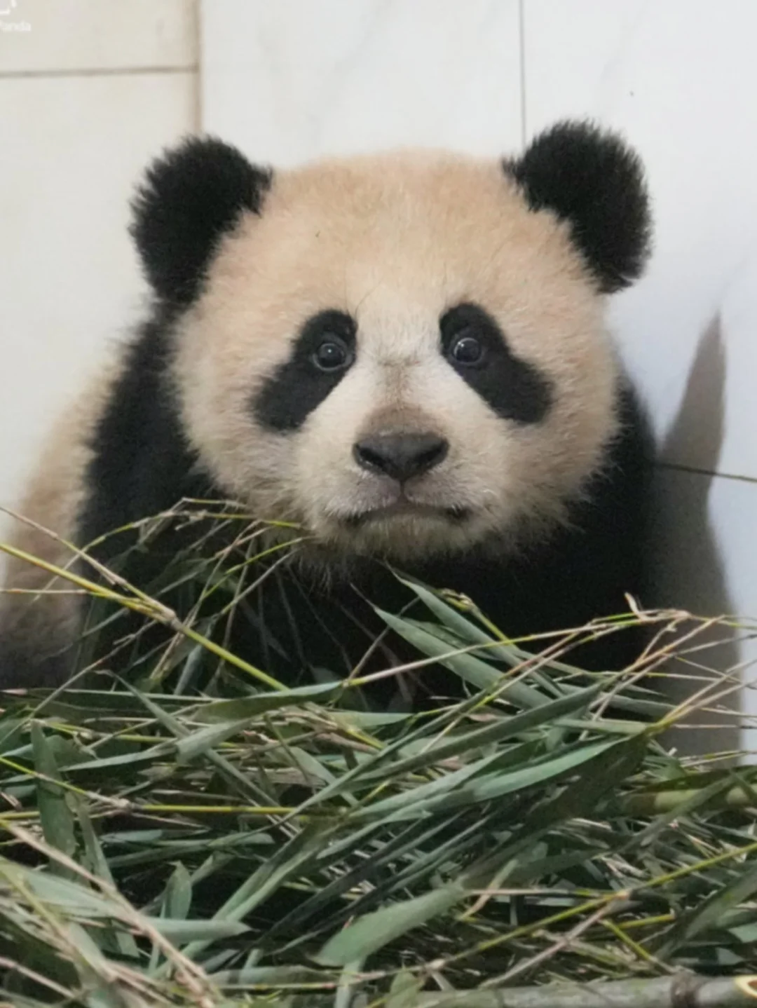 kkkk孩子好有熊样儿~