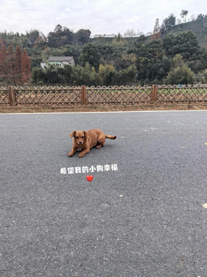 几个月前被公公扔掉的小狗，在隔壁村看到了