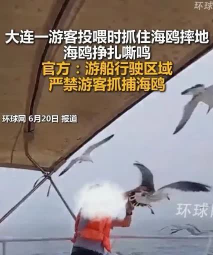 大连一男性游客在游船上给海鸥投喂时，竟然用手抓住了海鸥，海鸥用嘴巴去琢男子，男子