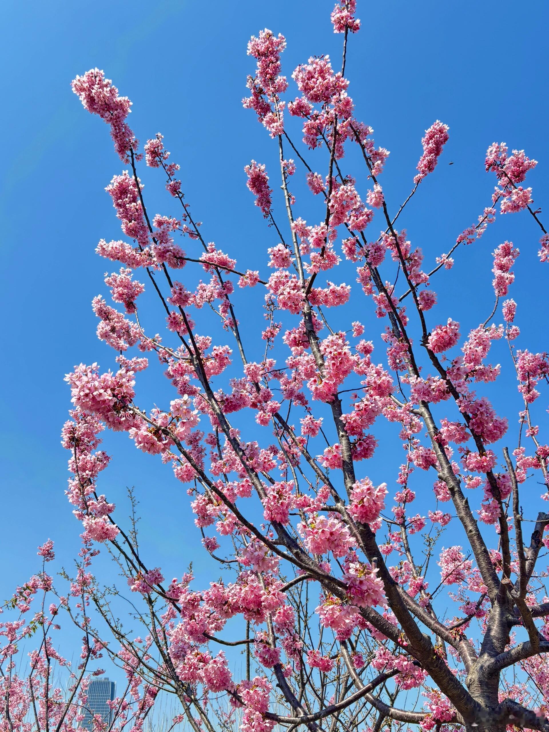 最近的樱花开的好漂亮啊​​​