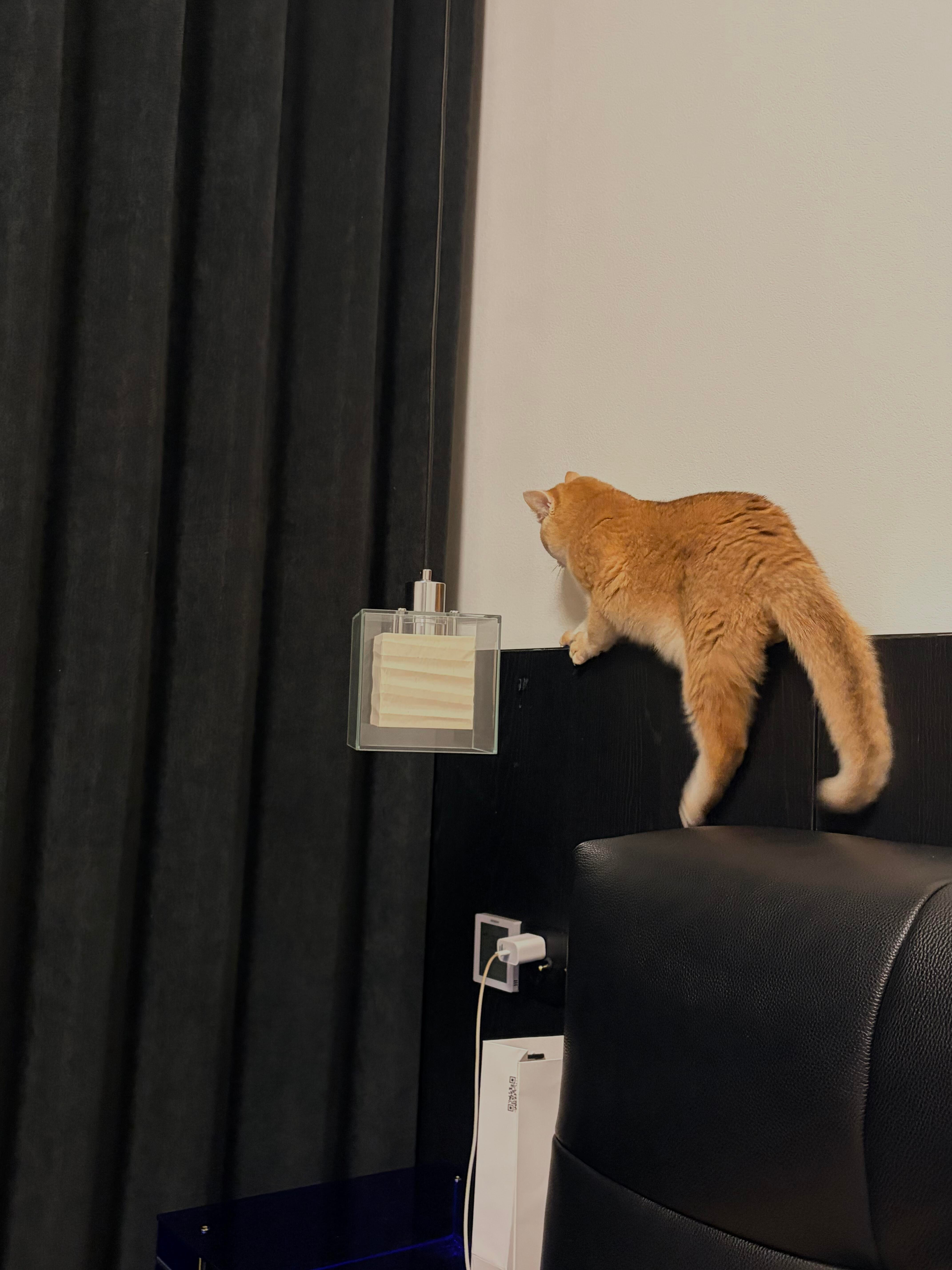 猫摔倒了会尴尬然后假装很忙呆呆猫