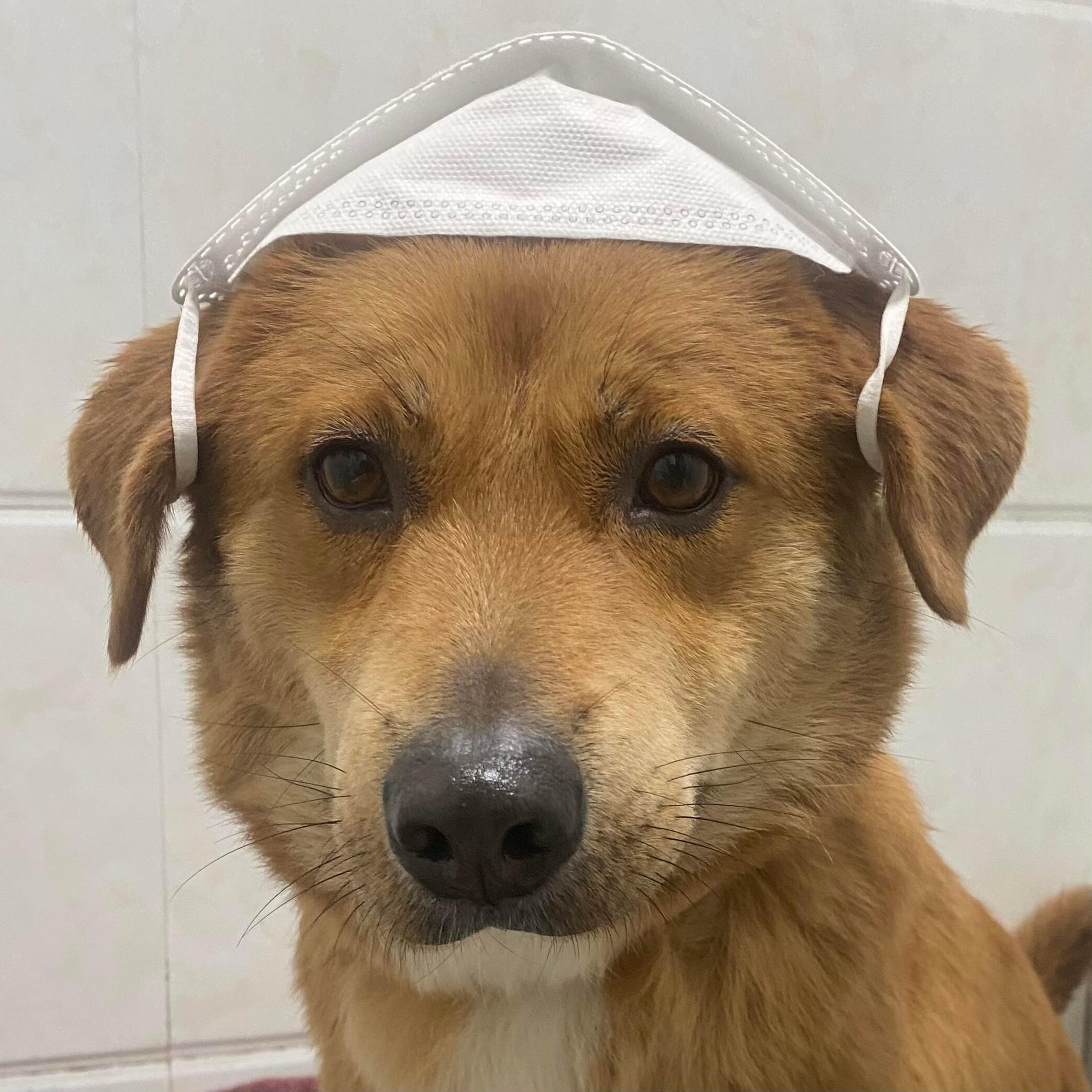 你好，我是你的主治Dogtor