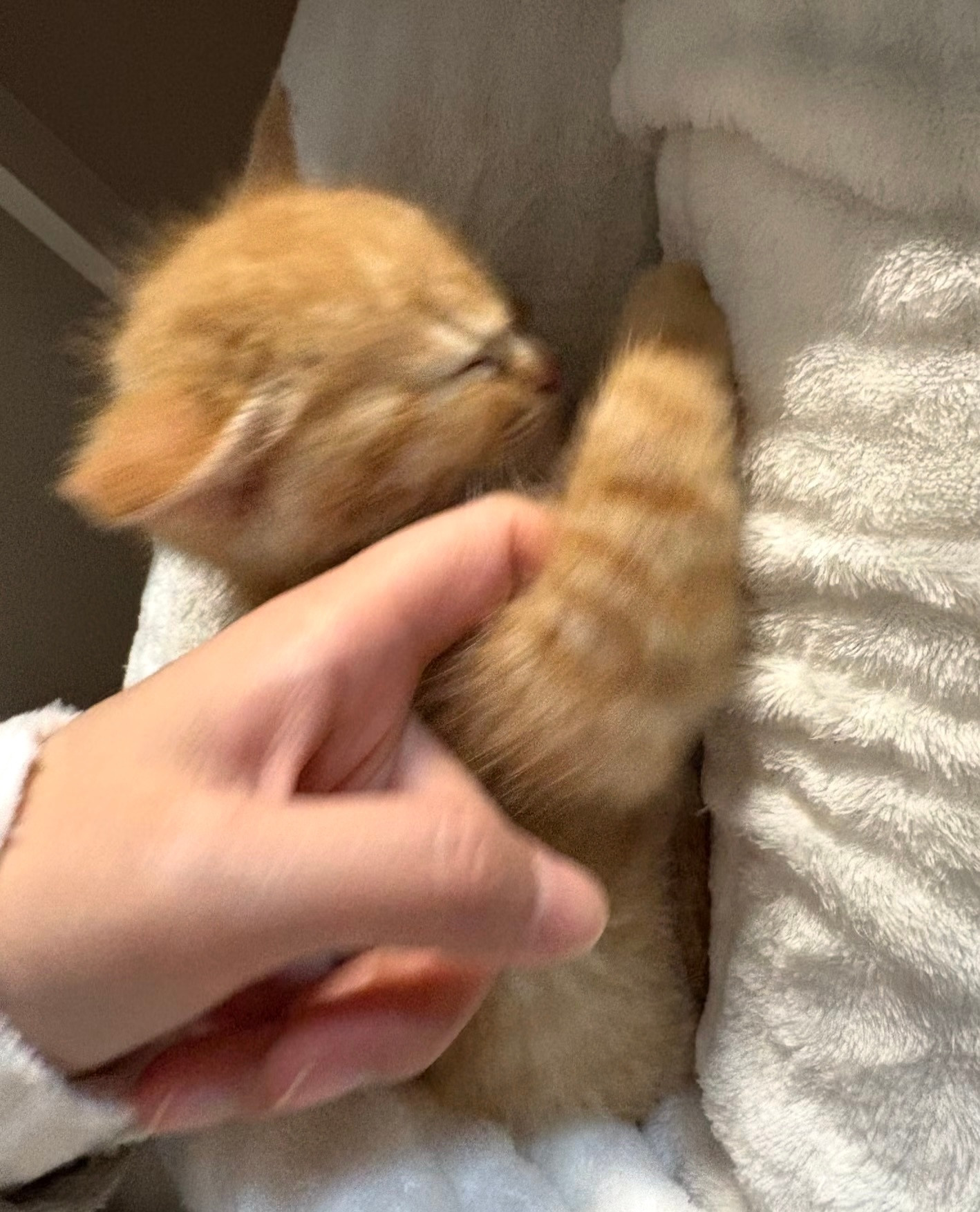 猫猫：别吵我，让我再睡一会儿