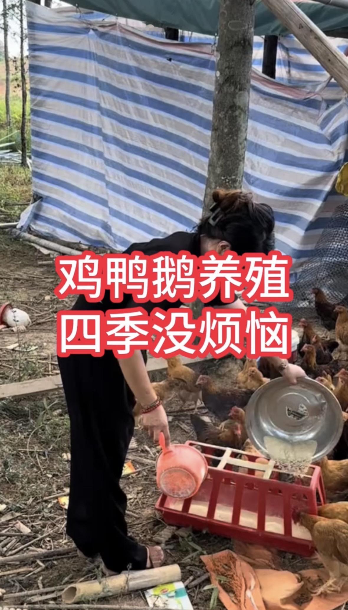 鸡鸭鹅养殖鸡鸭鹅养殖鸡鸭鹅养殖技术