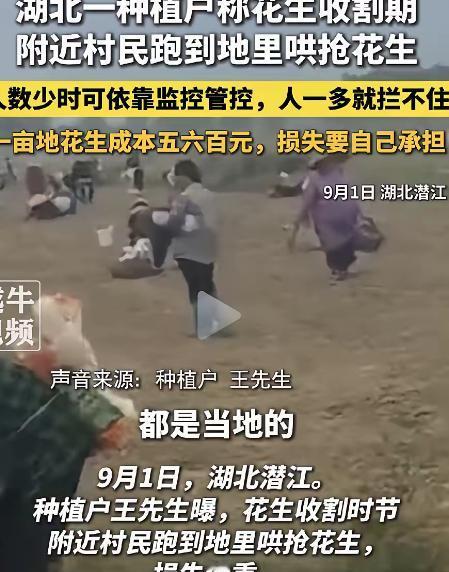 湖北潜江，一千多亩花生地刚到收获季，成熟花生还没进仓，就被附近村民一拥而上哄抢一