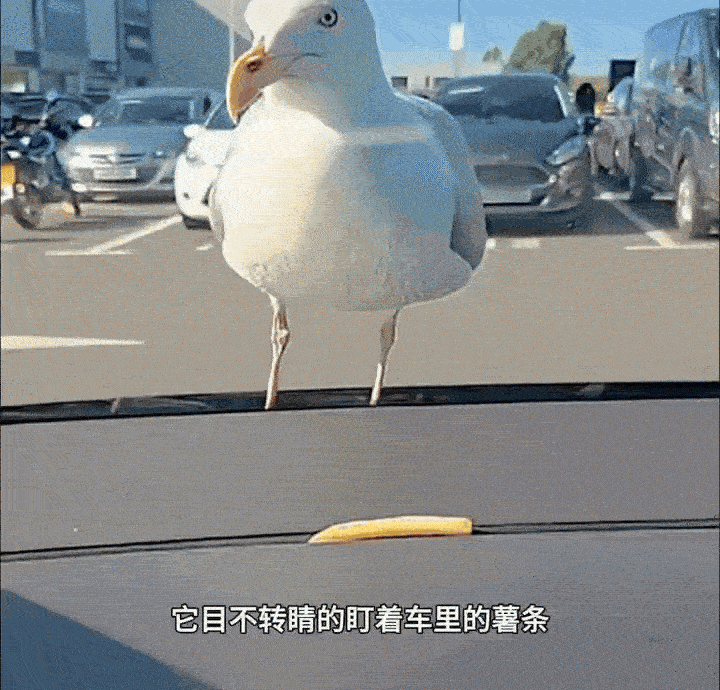 这个视频大家都看过吧，这海鸥琢玻璃，到底是真的还是假的？