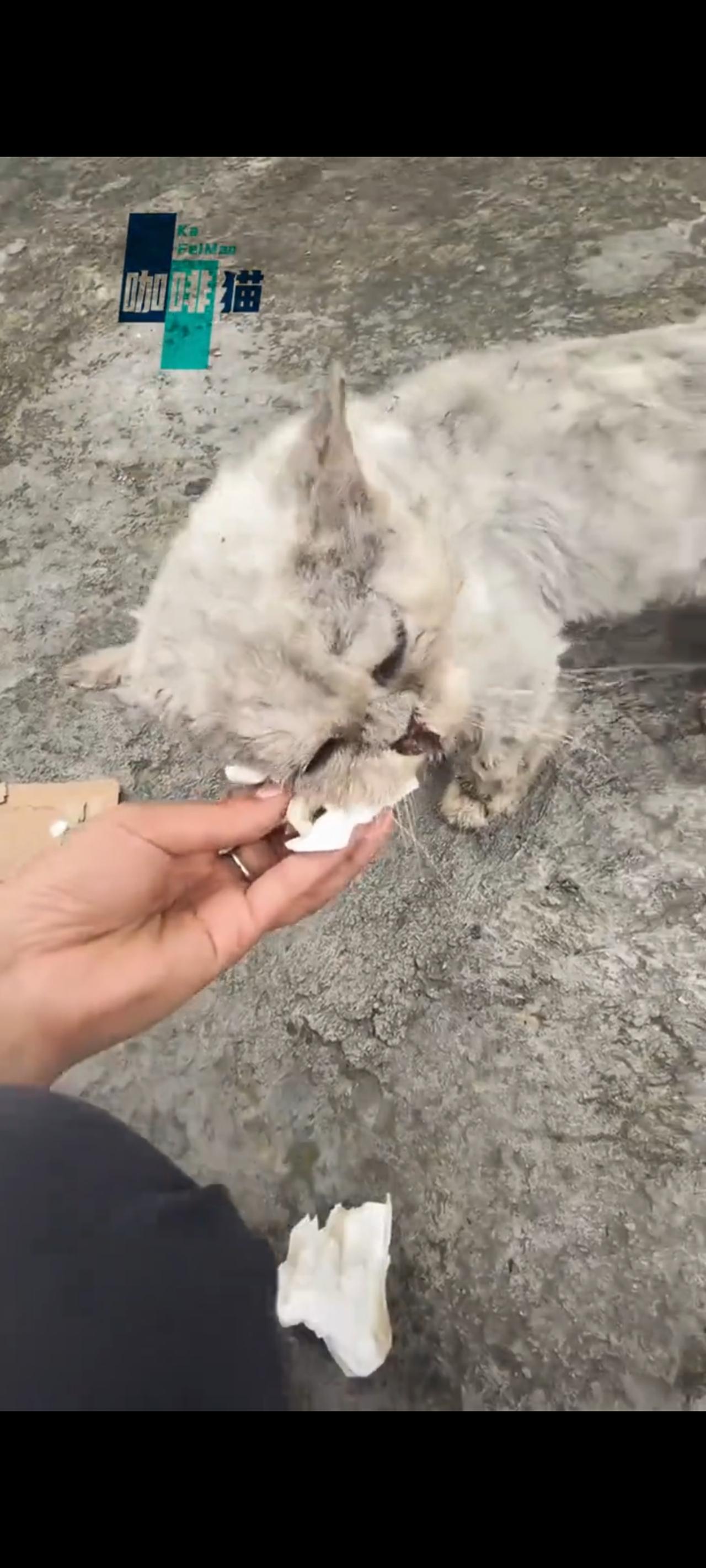 爱心人士能做的或许也只有这么多，不是不想收养她，而是家里面已经有了其他的猫咪！