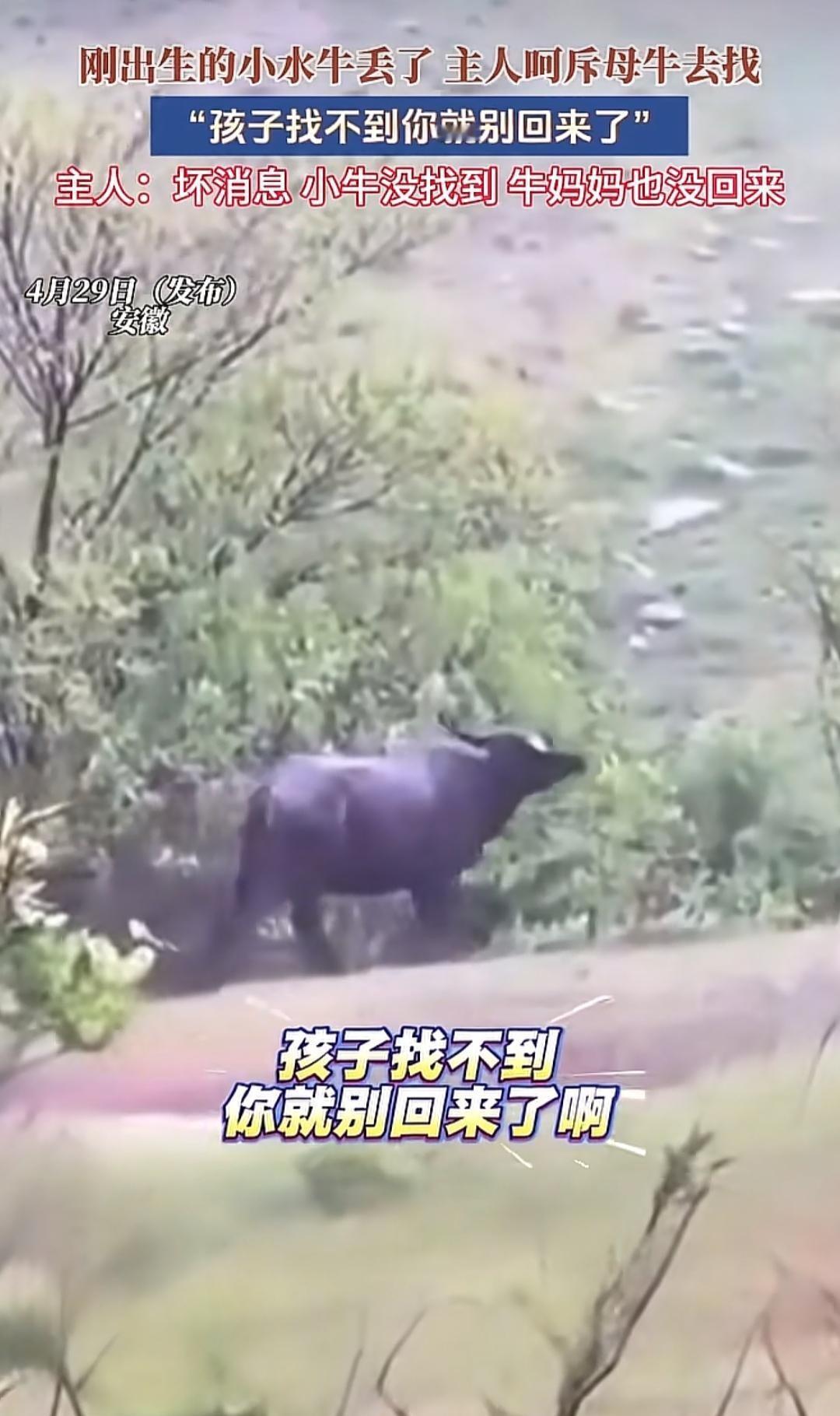 谁说畜生无情？有些事，若非亲眼所见，你永远无法想象万物生灵的执念能有多深，甚至能