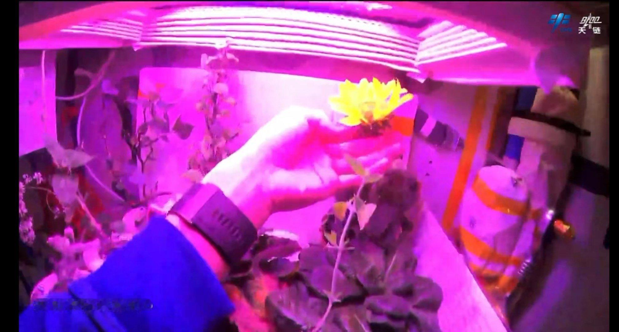 神二十一航天员在空间站种殖的向日葵🌻🌻