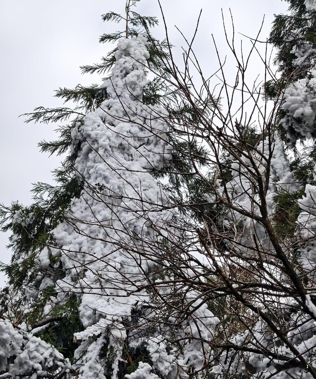 作为五岳之一的南岳衡山，亲身体验后只剩满心失望，完全配不上国家级风景区的名头，说