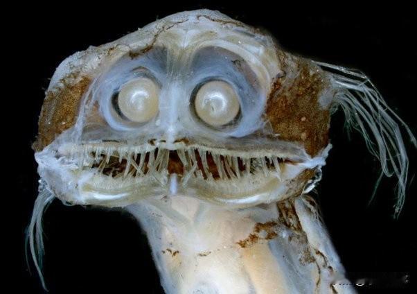 最可爱的深海生物是什么？很多人都觉得深海生物都是外貌可怕的，但我可以说：可爱绝