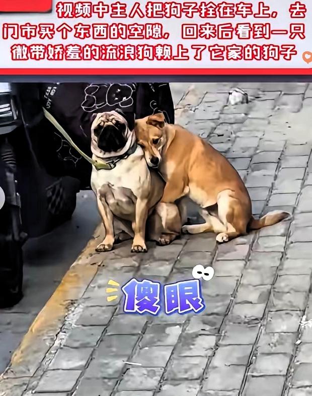 谁能想到，进商场买个东西的功夫，自家狗狗竟给自己“拐”回了个伴。主人因为商场