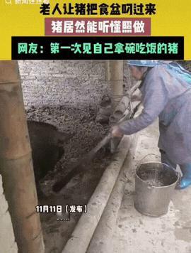 万物皆有灵！贵州，一老人让猪自己把食盆叼过来喂食，猪居然能听懂还照做了。网友:第