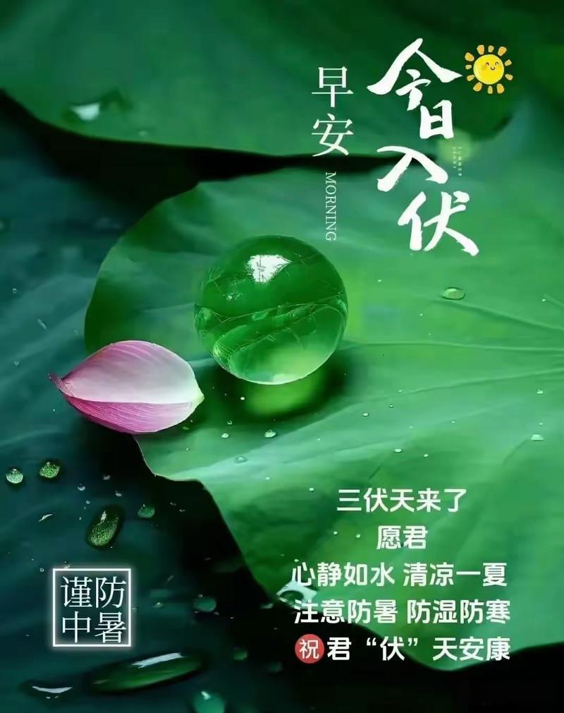 今日入伏，早安！荷叶露珠清凉，愿君心静如水，清凉度夏，谨防中暑哦！盛夏早安寄语