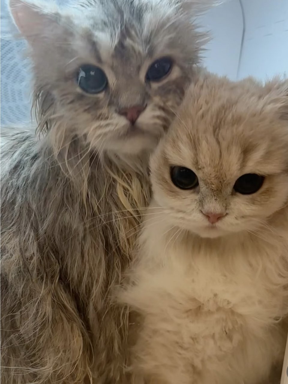 洗澡后烘干，明明那么大的地，两只猫非得贴在一起，哎呀呀。