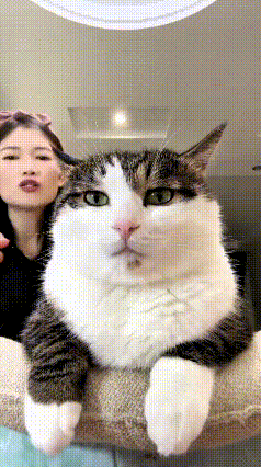 这个视频我看了好几遍，这小猫也太有小脾气了，跟人一样会害羞嘞。恁瞅瞅，主人对着