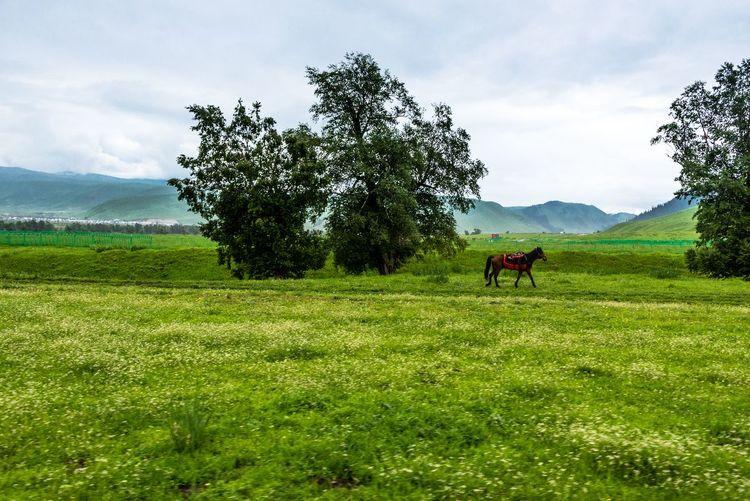 世界四大草原之一, 私藏在中国新疆, 被称为空中草原!