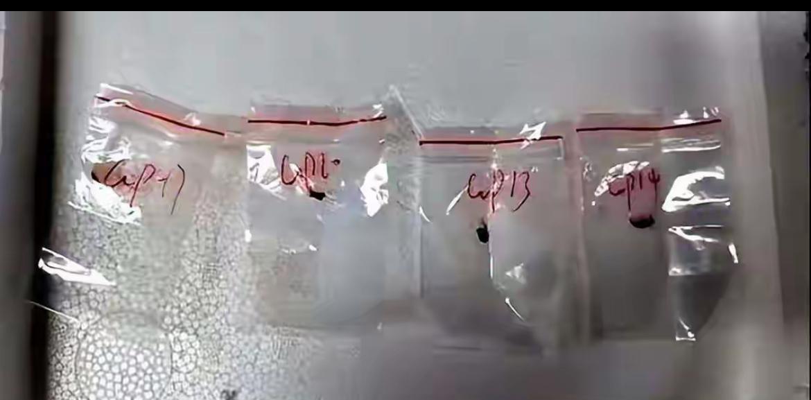 武汉一女科学家因为走私禾谷镰刀菌在底特律机场被美国联邦调查局逮捕。该女科学家是